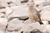 Rufous-Banded Miner<br><i>Geositta rufipennis fasciata</i>