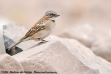 Rufous-Collared Sparrow<br><i>Zonotrichia capensis australis</i>