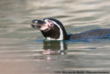 Humboldt PenguinSpheniscus humboldti