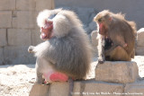 Hamadryas BaboonPapio hamadryas