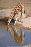 GiraffeGiraffa camelopardalis ssp.