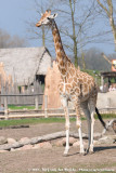 Rothschild's GiraffeGiraffa camelopardalis rothschildi