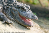 Chinese AlligatorAlligator sinensis