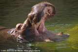 Common HippopotamusHippopotamus amphibius