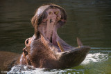 Common HippopotamusHippopotamus amphibius