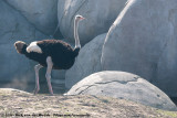 Ostriches  (Struisvogels)
