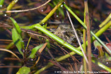 Southern Cricket Frog<br><i>Acris gryllus dorsalis</i>