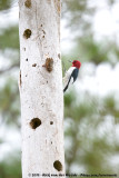 Red-Headed Woodpecker<br><i>Melanerpes erythrocephalus</i>