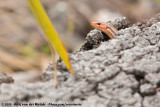 Southeastern Five-Lined Skink<br><i>Plestiodon inexpectatus</i>