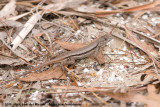 Florida Scrub Lizard<br><i>Sceloporus woodi</i>