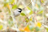 Carolina Chickadee<br><i>Poecile carolinensis carolinensis</i>