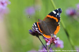 Red Admiral<br><i>Vanessa atalanta atalanta</i>