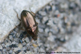 (Ground Beetle)<br><i>Amara aenea</i>