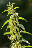 Common Nettle<br><i>Urtica dioica dioica</i>