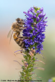 Western Honey Bee<br><i>Apis mellifera mellifera x ligustica</i>