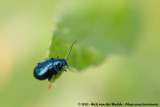 Flea Beetle Spec.<br><i>Altica spec.</i>