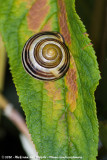 Large Banded Snail<br><i>Cepaea nemoralis nemoralis</i>