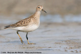 Pectoral Sandpiper<br><i>Calidris melanotos</i>