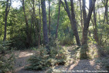 Dusty Forest of Altos de Lircay