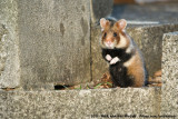 Common Hamster<br><i>Cricetus cricetus</i>