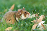 Common HamsterCricetus cricetus