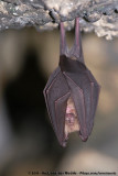 Horseshoe Bats  (Hoefijzerneuzen)