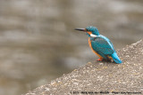 Common Kingfisher<br><i>Alcedo atthis bengalensis</i>