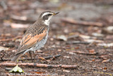 Dusky Thrush<br><i>Turdus eunomus</i>