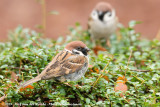 Eurasian Tree Sparrow<br><i>Passer montanus saturatus</i>