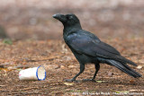 Large-Billed Crow<br><i>Corvus macrorhynchos japonensis</i>