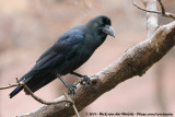 Large-Billed Crow<br><i>Corvus macrorhynchos japonensis</i>