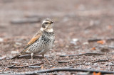 Dusky Thrush<br><i>Turdus eunomus</i>