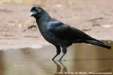 Large-Billed Crow<br><i>Corvus macrorhynchos japonensis</i>