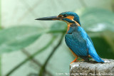 Common KingfisherAlcedo atthis bengalensis