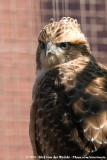Mountain Hawk-EagleNisaetus nipalensis orientalis