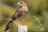 Chimango Caracara<br><i>Milvago chimango temucoensis</i>