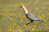 Black-Faced IbisTheristicus melanopis