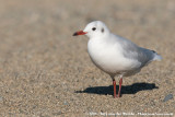 Brown-Hooded Gull<br><i>Chroicocephalus maculipennis</i>