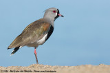 Southern Lapwing<br><i>Vanellus chilensis chilensis</i>