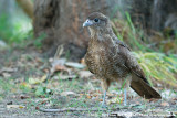 Chimango CaracaraMilvago chimango temucoensis