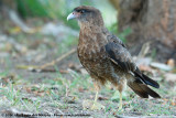 Chimango Caracara<br><i>Milvago chimango temucoensis</i>