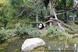 Giant Panda exhibit