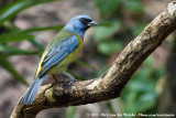 Blue-And-Yellow TanagerRauenia bonariensis darwinii