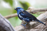 Turquoise TanagerTangara mexicana brasiliensis