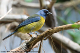 Blue-And-Yellow TanagerRauenia bonariensis darwinii
