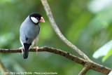 Java SparrowPadda oryzivora