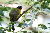 Ruby-Throated BulbulRubigula dispar