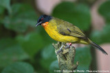 Ruby-Throated BulbulRubigula dispar