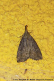 Buttoned SnoutHypena rostralis