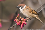 Eurasian Tree Sparrow<br><i>Passer montanus saturatus</i>